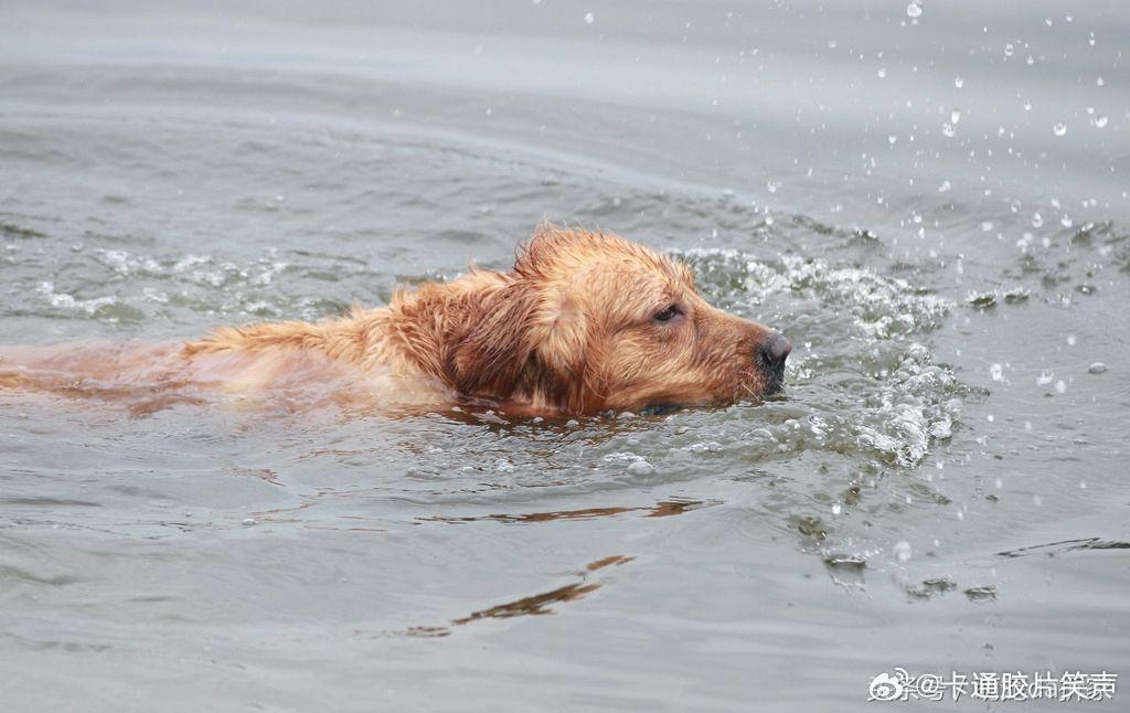 狗狗因救起溺水主人被允许上桌吃饭，忠诚的力量与特殊待遇的启示