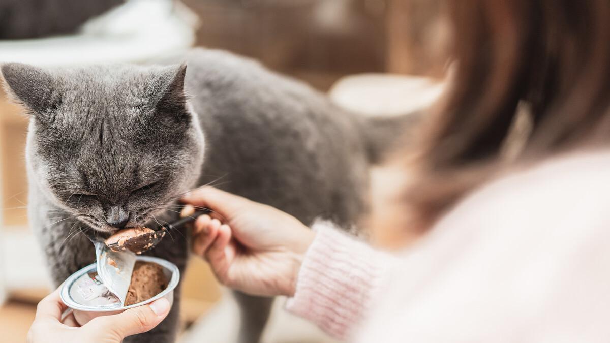 女子上门喂猫，新商机还是行业趋势？