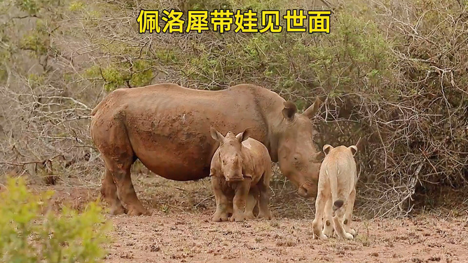 当一群大狮子遇到尿布狮，奇特现象引发关注热议