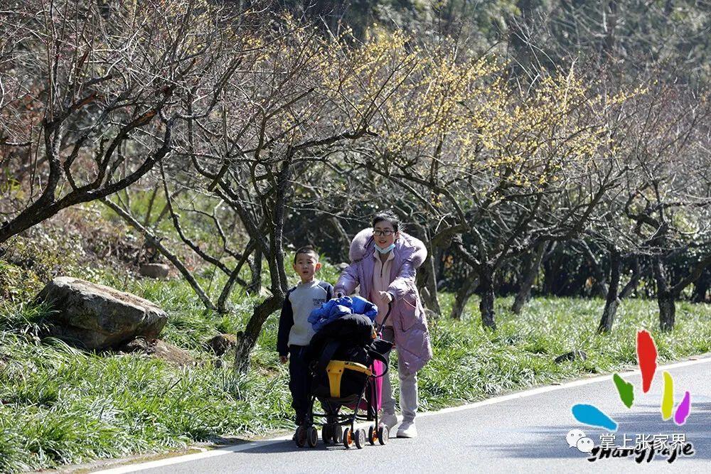 张家界天价菜花引热议，游客曝光遭遇隐形消费，真相究竟如何？深度剖析事件全貌！计算机教程视角解读。