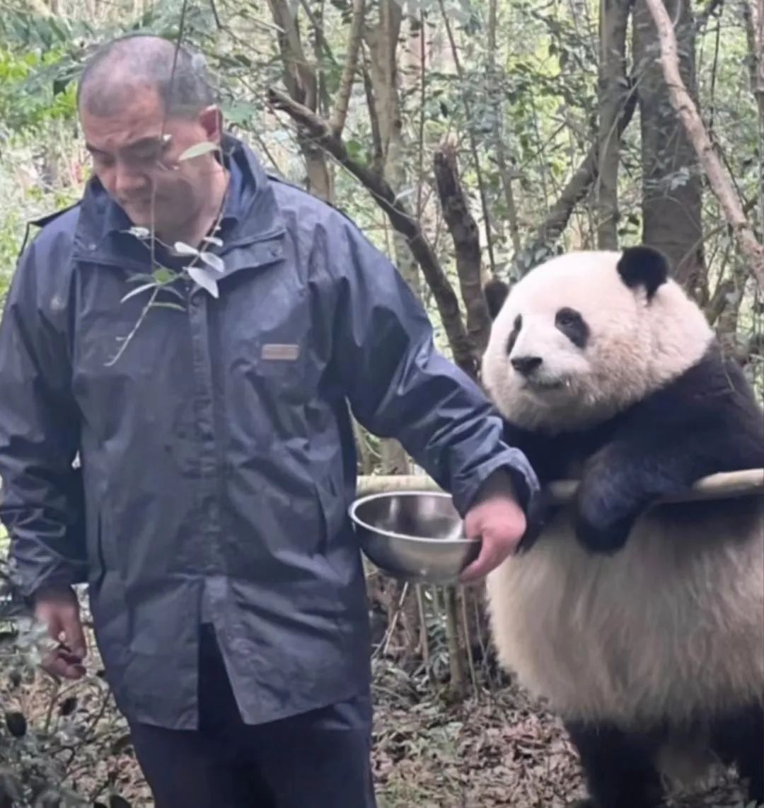 男子非法售卖熊猫口粮遭重判，法律红线不容触碰！背后隐藏哪些警示？深度解析事件全貌。