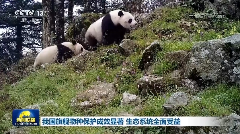 惊喜！大熊猫野外种群逆势增长，背后竟藏着这些不为人知的秘密！