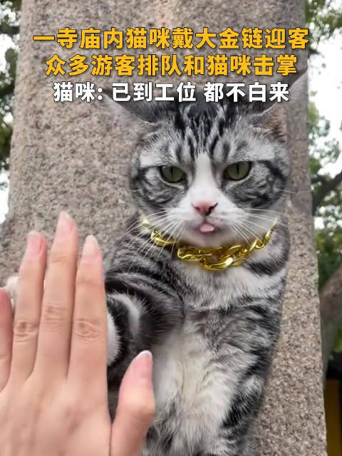 震惊！西园寺击掌小猫意外走红，背后真相竟让人泪目！