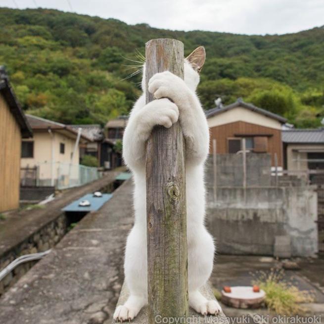 惊魂瞬间！顽皮猫闯祸，钢管从天而降砸伤送水工，调解结果令人意外！