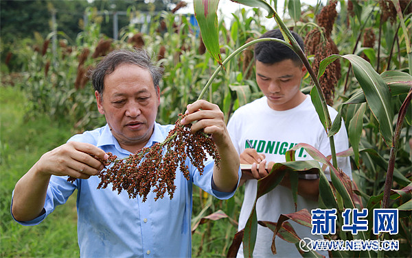 贪官收茅台让家人埋地里 上面种玉米